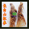 Natural Red Ginseng root for sale